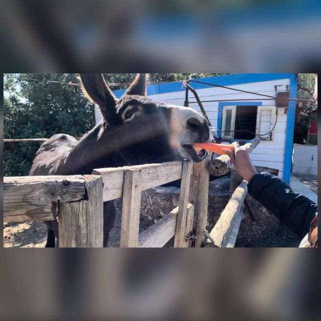 Albufeira Safari exploring villages, churches, castle & farm - Should you book it?