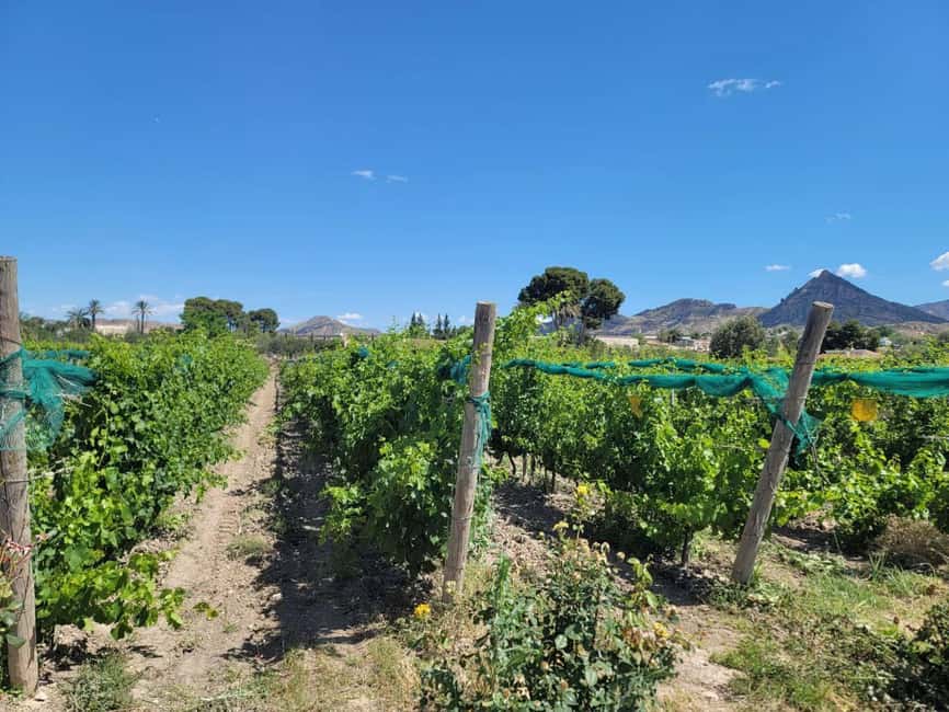 Alicante:Winery Tour+ Wine Tasting + Old castle - Three wines, tapas, and a practical tasting