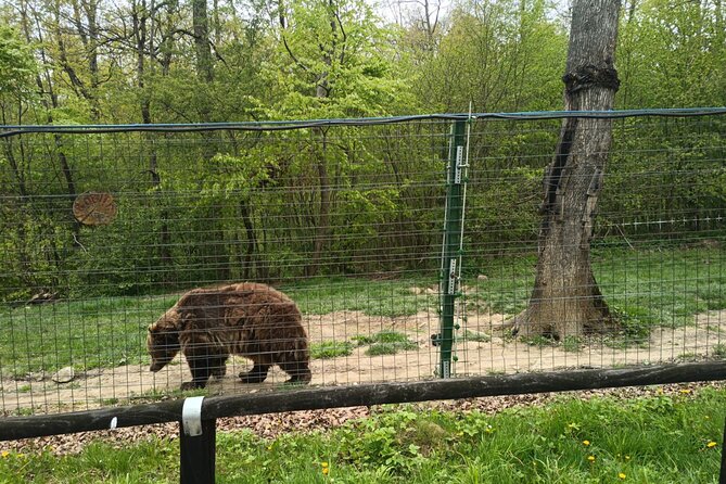 Bear Sanctuary and Bran Castle from Brasov - Starting from Brasov with Alin