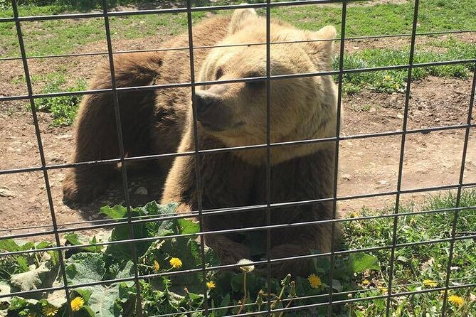 Bear Sanctuary and Bran Castle from Brasov - How much time do you really get?