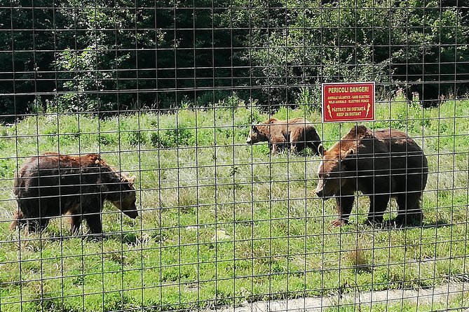 Bear Sanctuary and Dracula's Castle, 1-day Private Tour - The cost, pace, and practical tradeoffs