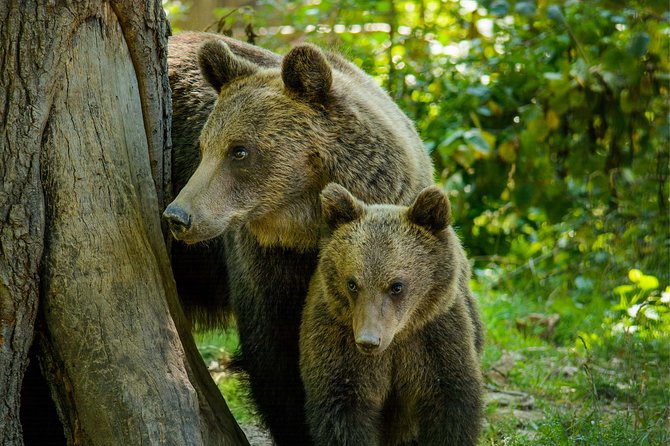 Bear Sanctuary and Dracula's Castle, 1-day Private Tour - Libearty Bear Sanctuary Zărnești: the emotional center
