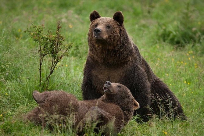 Bear Sanctuary & Rasnov Fortress - Private day tour from Bucharest - Why this private day trip works from Bucharest