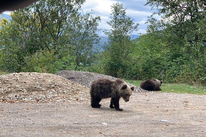 Bear Sanctuary & Rasnov Fortress - Private day tour from Bucharest - The drive is easier with Claudiu or Christian at the wheel