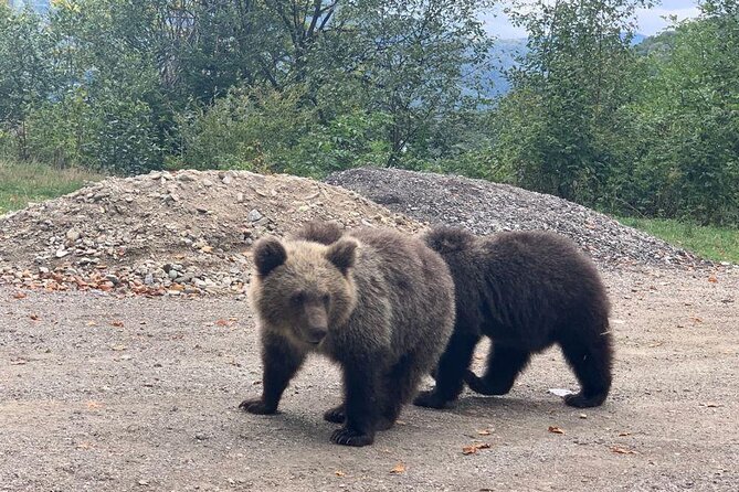Bear Sanctuary & Rasnov Fortress - Private day tour from Bucharest - Is $184.62 per person fair value?