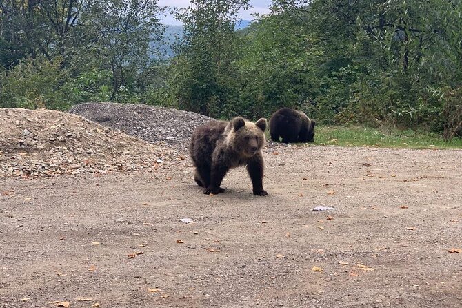 Bear Sanctuary & Rasnov Fortress - Private day tour from Bucharest - Who will enjoy this outing most?