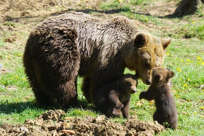 Bear Sanctuary & Rasnov Fortress - Private day tour from Bucharest - Small details that make the day easier