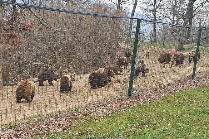 Bears Sanctuary, Dracula Castle and Brasov City - Full Day Trip from Bucharest - Bran Castle without the Dracula fog