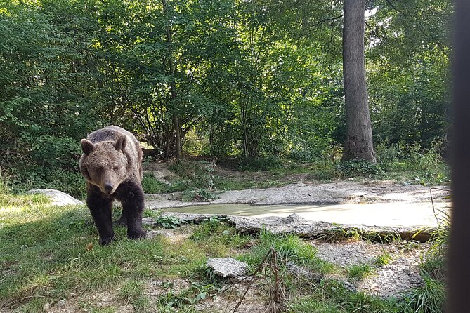 Bears Sanctuary, Dracula Castle and Brasov City - Full Day Trip from Bucharest - How to pace a 10 to 12 hour day