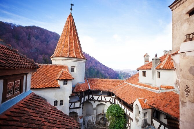 Bears Sanctuary, Dracula Castle and Poiana Brasov-Private day tour from Brasov - Why the bear sanctuary should come first