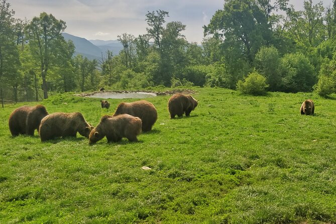 Bears Sanctuary, Dracula Castle and Poiana Brasov-Private day tour from Brasov - Is $98.64 a fair price?