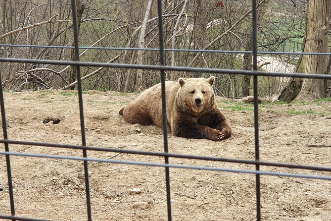 Bears Sanctuary, Dracula's Castle, Brasov Day Trip Private Tour from Bucharest - Who should book this experience