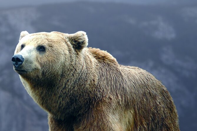 Bears Sanctuary, Dracula's Castle, Brasov Day Trip Private Tour from Bucharest - Libearty Bear Sanctuary: the most moving stop