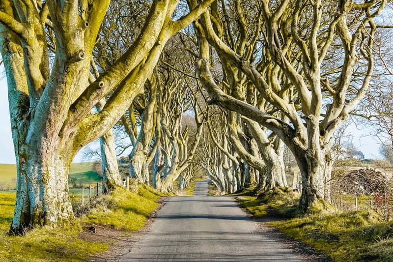 Belfast: Giant's Causeway, Dark Hedges, and Dunluce Castle - Dunluce Castle is a picture stop, not a castle tour