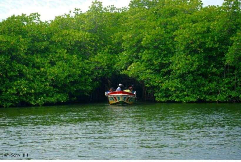 Bentota: All Inclusive Galle Dutch Fort & Madu River Safari - Kosgoda Turtle Hatchery and the conservation lesson