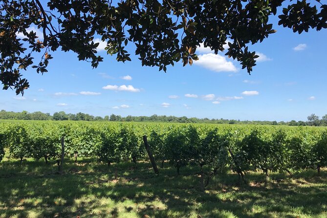 Blending workshop and tour of the chateau - Touring the château and vineyard property