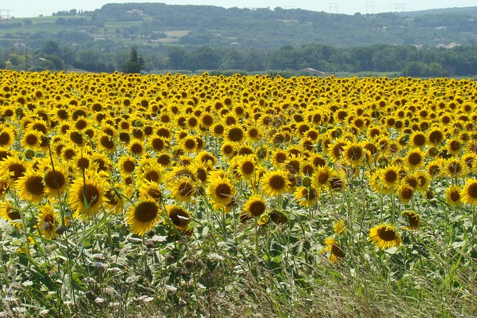 Bordeaux to Dordogne - Private Tour: Fortified Castles and Medieval Villages - Marqueyssac Gardens: a conditional final stop