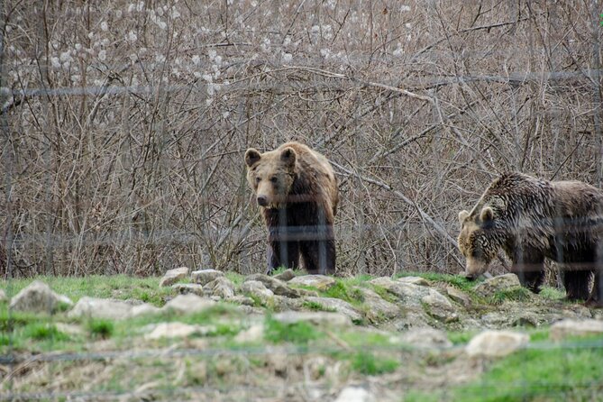 Bran Castle, Bear Sanctuary, and Rasnov Fortress Half Day Tour - Rasnov Fortress and the view from above