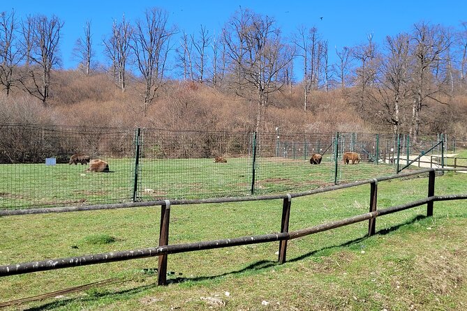 Bran Castle & Bear Sanctuary from Brasov - Optional Peles Castle - Is $192.25 per person fair?