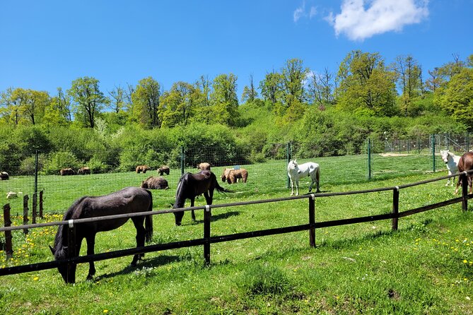 Bran Castle & Bear Sanctuary from Brasov - Optional Peles Castle - What makes Libearty Bear Sanctuary different