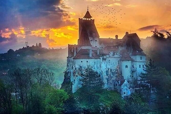 Brasov: Bear Sanctuary, Bran Castle & Rasnov Fortress GUIDED Tour - Should you book the Brasov bear sanctuary and castle tour?