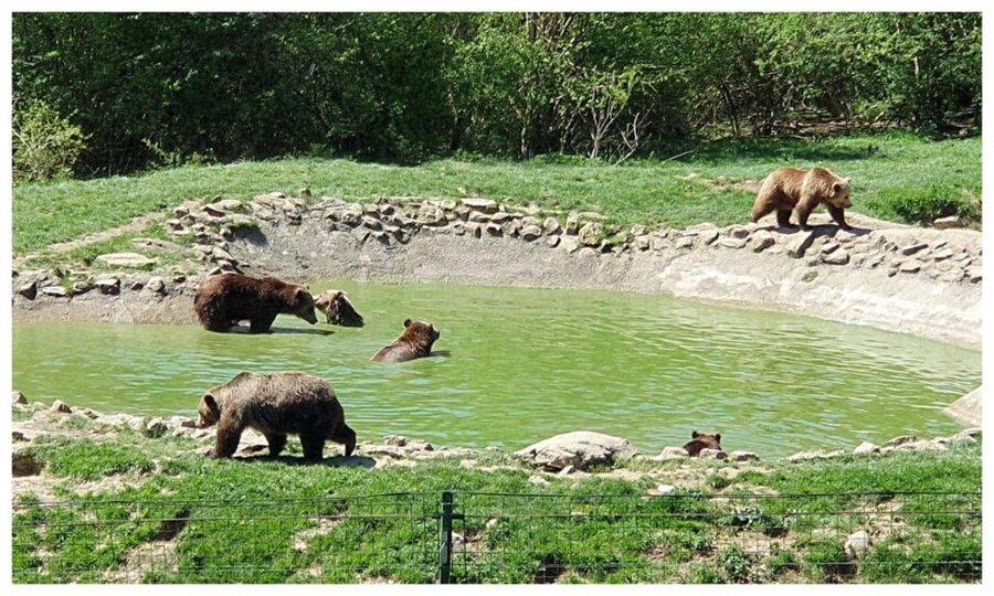 Brasov: Bear Sanctuary, Dracula Castle, and Râşnov Fortress - Key points to know before booking