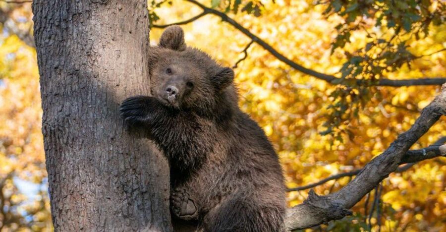 Brasov: Bear Sanctuary, Dracula Castle, and Râşnov Fortress - Bran Castle: famous name, real castle, complicated Dracula link