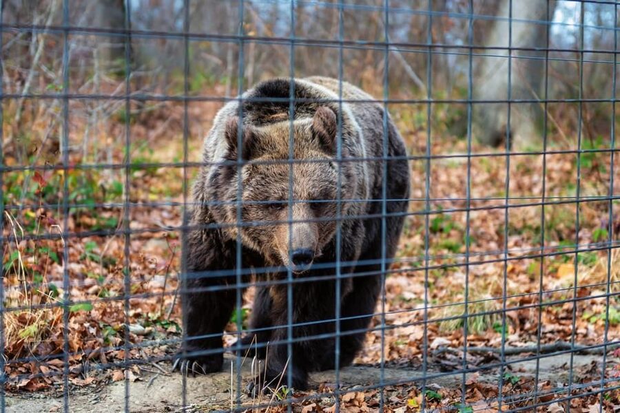 Bucharest: Bran Castle and Bear Sanctuary Small-Group Tour - Practical planning for the day