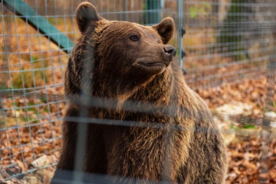 Bucharest: Bran Castle and Bear Sanctuary Small-Group Tour - Why this makes a strong day trip from Bucharest