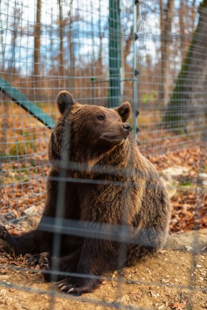 Bucharest: Bran Castle and Bear Sanctuary Small-Group Tour - Who should book this tour?