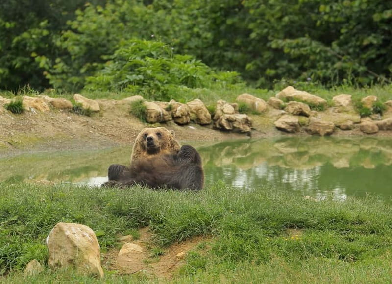 Bucharest: Day Trip to Bear Sanctuary, Bran Castle & Brasov - Bran Castle beyond the Dracula label