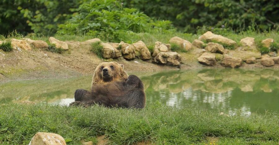 Bucharest: Day Trip to Bear Sanctuary, Bran Castle & Brasov - What the $152 price really covers