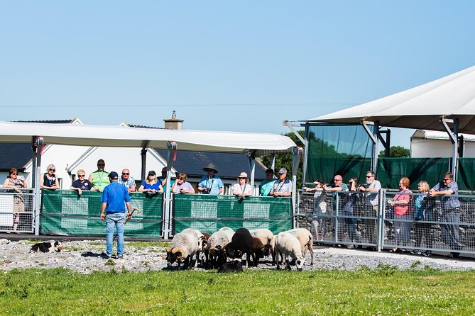 Caherconnell Fort & Sheepdog Demonstrations - How the schedule affects your visit