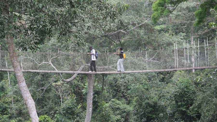 Cape Coast: Kakum National Park, Castles, & Hans Cottage - Kakum’s canopy walkway puts the forest first