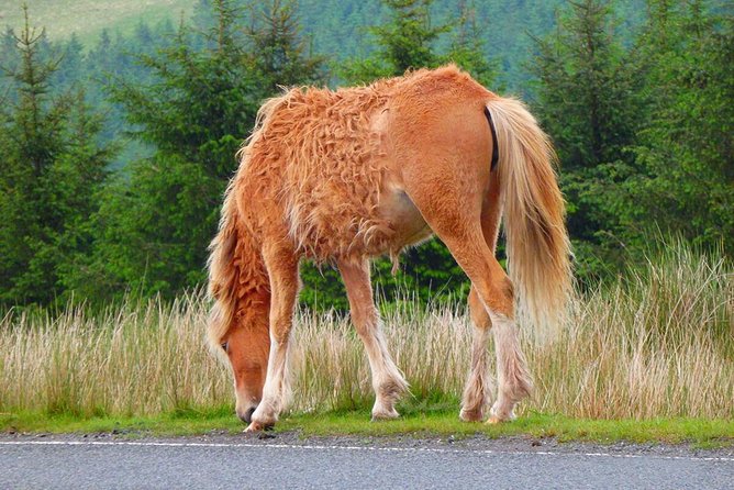 Cardiff: Welsh Castles, Mountains & Steam Railway Day Tour - A one-hour ride on the Brecon Mountain Railway