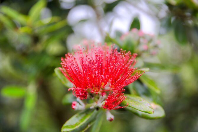 Castle, Coast & City Tour - 8 pax max - Castle Entrance Included - Larnach Castle: the heart of the day