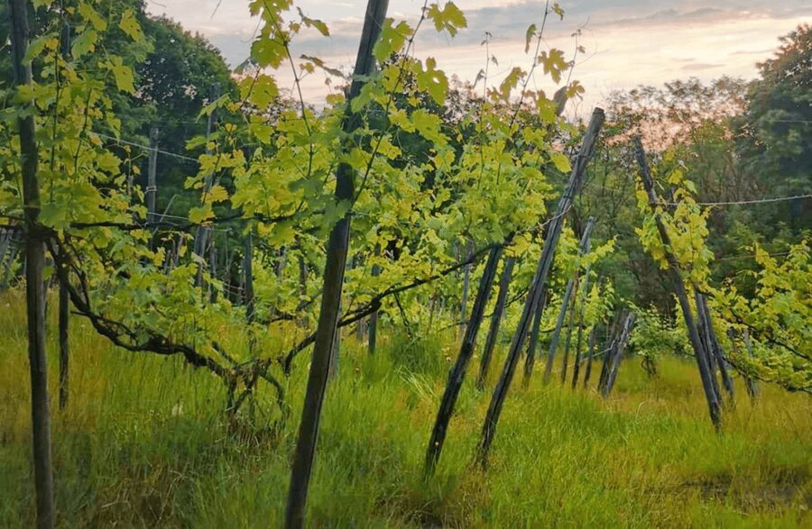 Castle Winery Tour & Tasting near Lake Maggiore - What the guide adds to the tasting