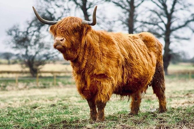 Cawdor Castle, Inverness, Culloden, Outlander and Loch Ness Tour - Beauly and the Highland cows provide local flavor