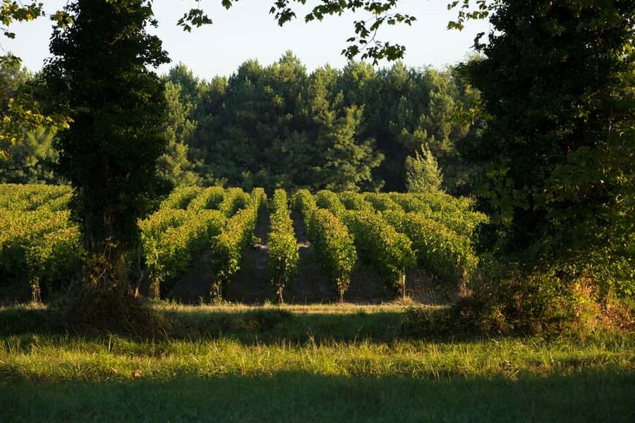 Château Olivier: One Hour Vineyard Tour with Wine Tasting - Key points at a glance