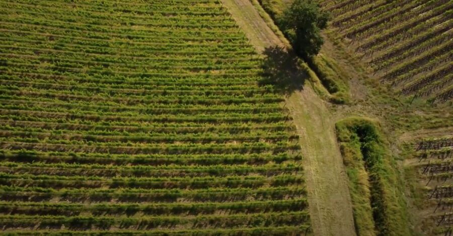 Chianti and Castles Tour From San Gimignano - Practical details for a smoother day