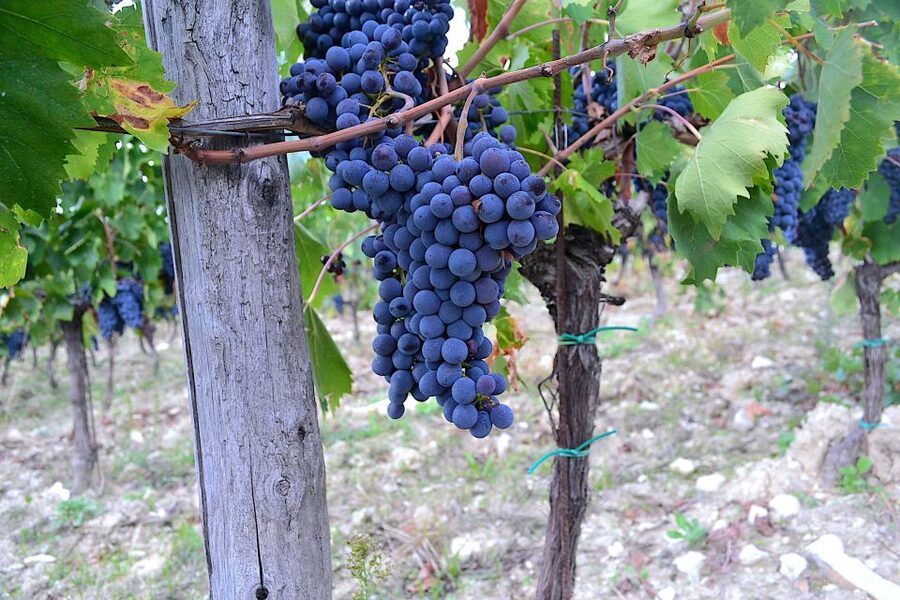 Chianti Rufina: Wine Tour in Castle & Historical Villa - A Tuscan lunch between the estates