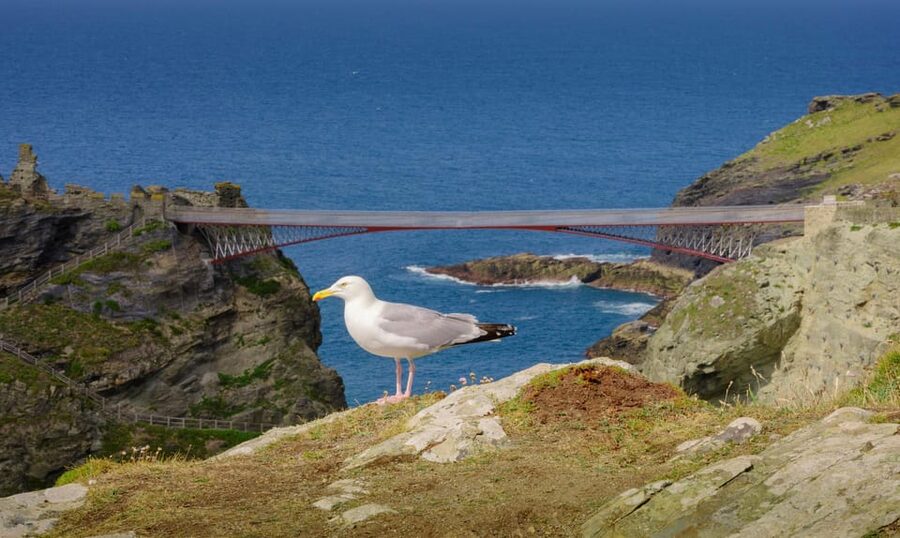 Cornwall: Tintagel Castle Entry Ticket - Is the $20 ticket good value?