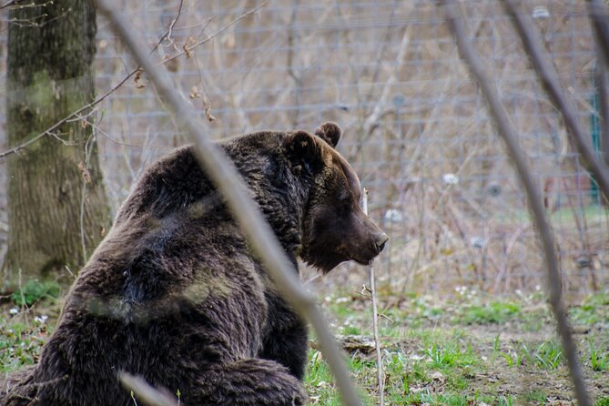 Day Trip Bear Sanctuary, Bran Castle, Rasnov Fortress from Brasov - What the guide and vehicle add