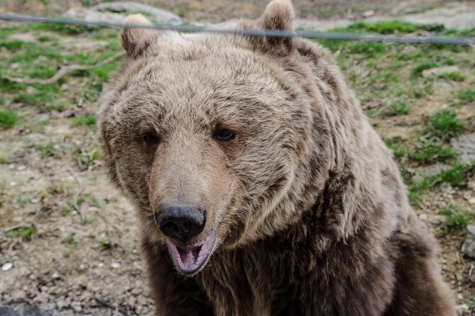 Day Trip Bear Sanctuary, Bran Castle, Rasnov Fortress from Brasov - Booking, weather, and cancellation details