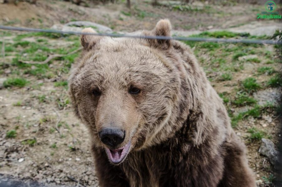 Day trip Bran Castle, Rasnov Fortress and Bear Sanctuary - Key points to know before booking