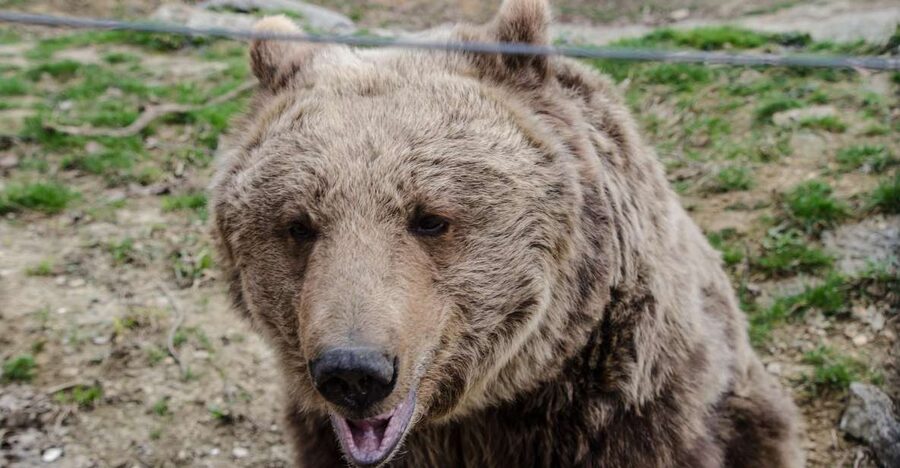Day trip Bran Castle, Rasnov Fortress and Bear Sanctuary - Why the bear sanctuary changes the tone of the day