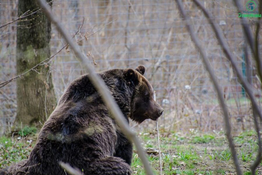 Day trip Bran Castle, Rasnov Fortress and Bear Sanctuary - Final verdict: a strong three-stop introduction