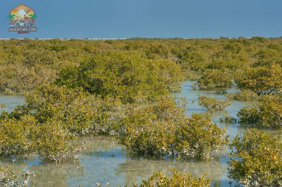 Doha North Qatar Tour Zubara Fort, Mangroves, Jumail Village - Jumail Village, where the route becomes more personal