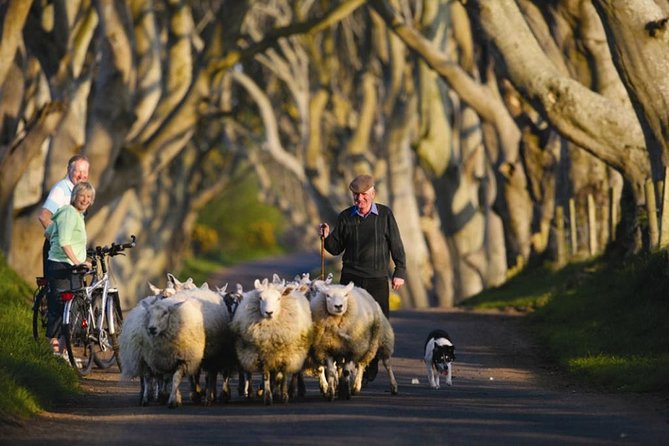 Dublin to Dunluce Castle, Giant's Causeway, Dark Hedges & Belfast - Walking the columns at Giant’s Causeway
