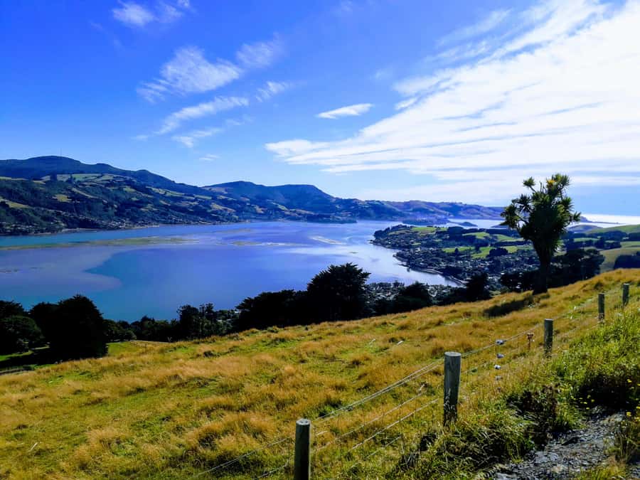 Dunedin: Peninsula with Lanarch Castle gardens & Olveston - Olveston Historic Home, the tour’s strongest indoor stop